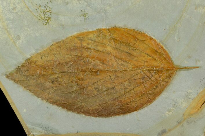 Fossil Hackberry (Celtis) Leaf - Montana #120793